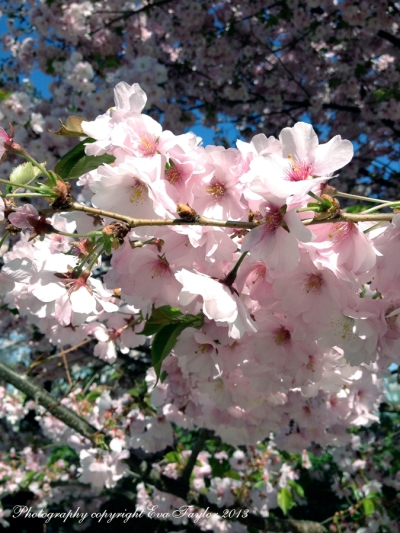 CherryBlossoms_4646