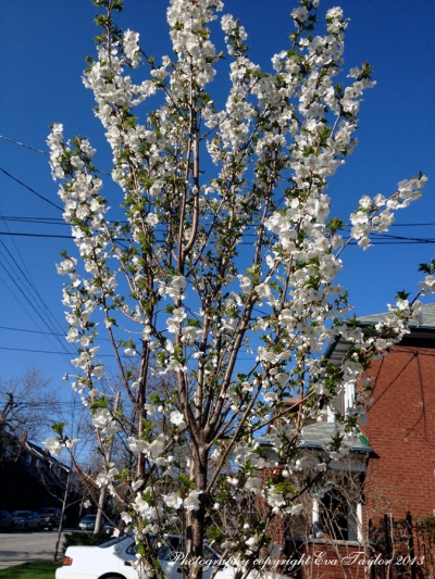 Flowering Tree_4627